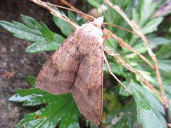 Diarsia canescens