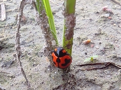 Coccinella transversalis
