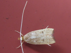 Lecitholaxa thiodora