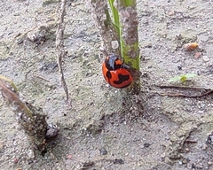 Coccinella transversalis