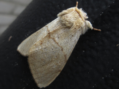Phalerodonta bombycina