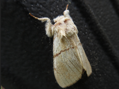 Phalerodonta bombycina