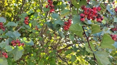 Crataegus chungtienensis