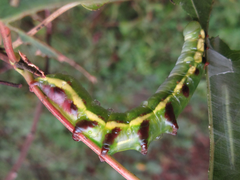 Shaka atrovittatus