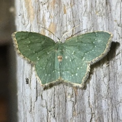 Chloropteryx tepperaria