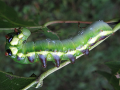 Shaka atrovittatus