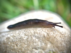 Deroceras laeve