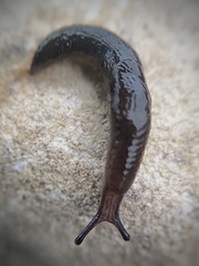 Deroceras laeve