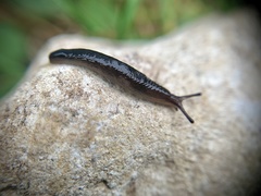 Deroceras laeve