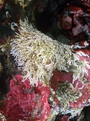 Salmacina tribranchiata