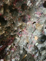 Salmacina tribranchiata