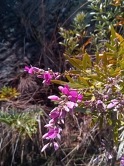 Mundulea