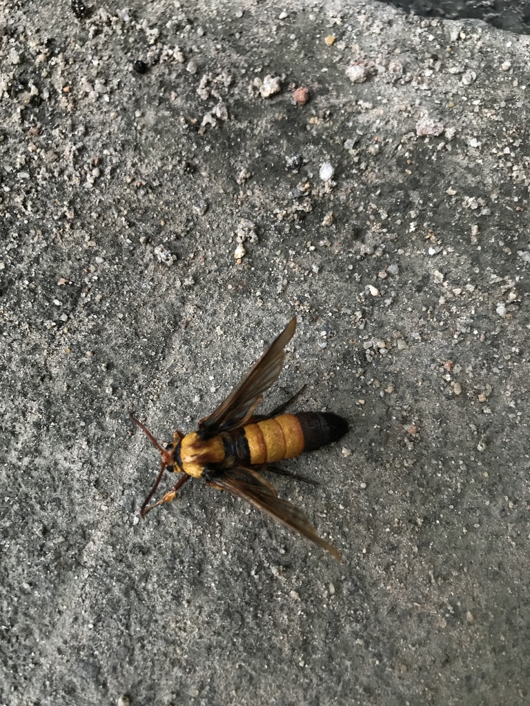 Aegerosphecia