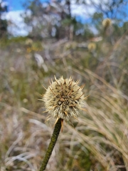 Dasypogon