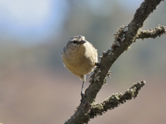 Conirostrum cinereum
