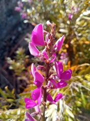 Mundulea