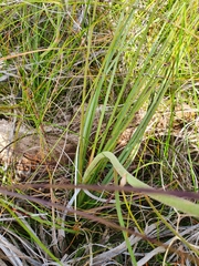 Dasypogon