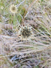 Dasypogon