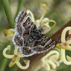 Chrysolarentia euclidiata
