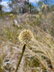Dasypogon