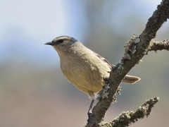Conirostrum cinereum