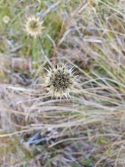 Dasypogon
