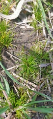 Isolepis levynsiana
