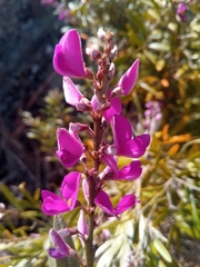 Mundulea