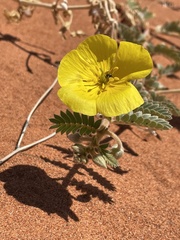 Tribulus hystrix