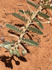 Tribulus hystrix