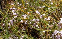 Muraltia horrida