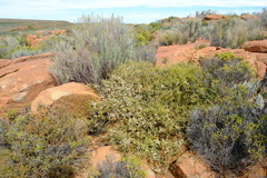 Muraltia horrida