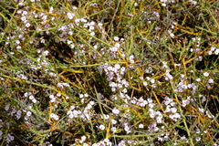 Muraltia horrida