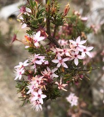 Calytrix tetragona