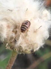 Sciocoris microphthalmus