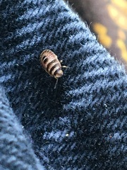 Sciocoris microphthalmus