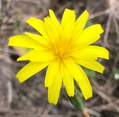 Microseris walteri