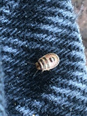 Sciocoris microphthalmus