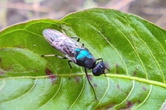 Prosopochrysa vitripennis