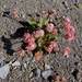Eriogonum pyrolifolium - Photo (c) J Brew, algunos derechos reservados (CC BY-SA), uploaded by John Brew