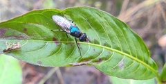 Prosopochrysa vitripennis