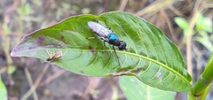 Prosopochrysa vitripennis