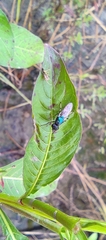 Prosopochrysa vitripennis