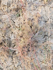 Camphorosma monspeliaca