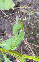 Prosopochrysa vitripennis