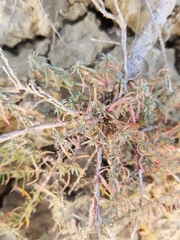 Camphorosma monspeliaca