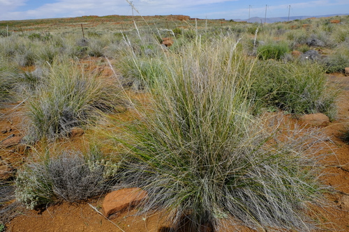 Coarse Wire Grass (Tenaxia dura)