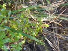 Epilobium pseudorubescens