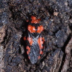 Tegea atropicta