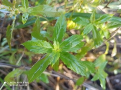 Epilobium pseudorubescens